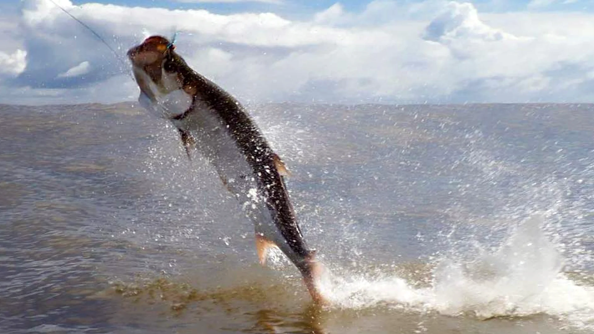 Silver King Tarpon Silver King Lodge in Costa Rica offers great tarpon fishing.