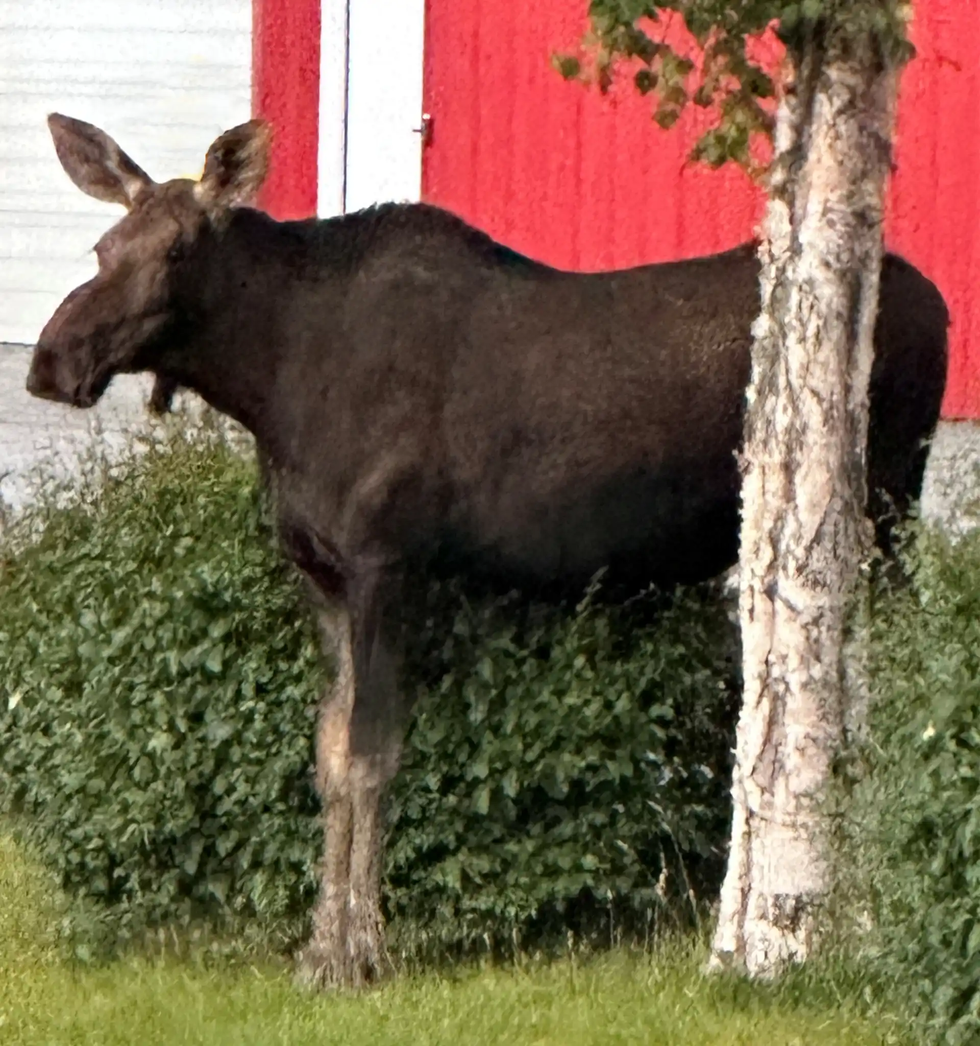 Welcome to Alaska A moose greeted one of our clients at the Airport in Anchorage, Alaska.