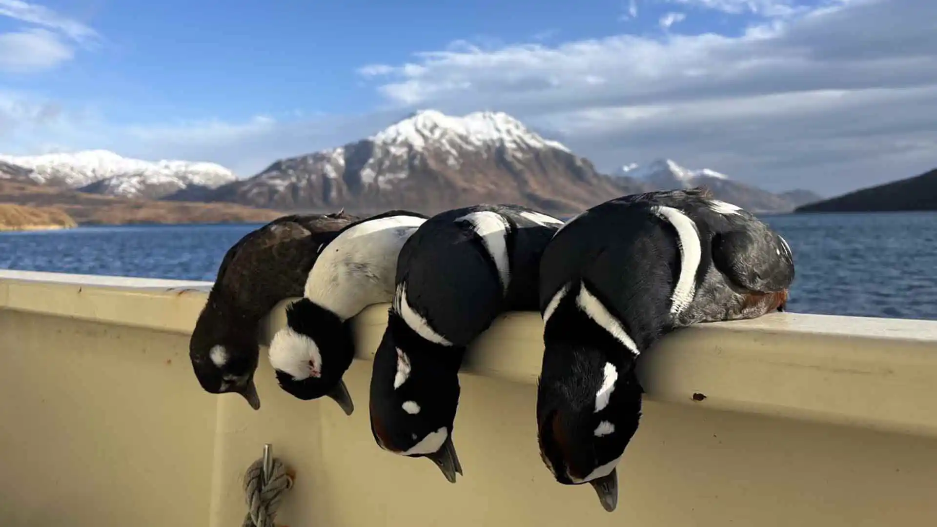 Unguided Waterfowl Hunts Alaska cast-and-blast for puddle ducks and waterfowl aboard the Desperado, a 67-foot liveaboard out of Sitka