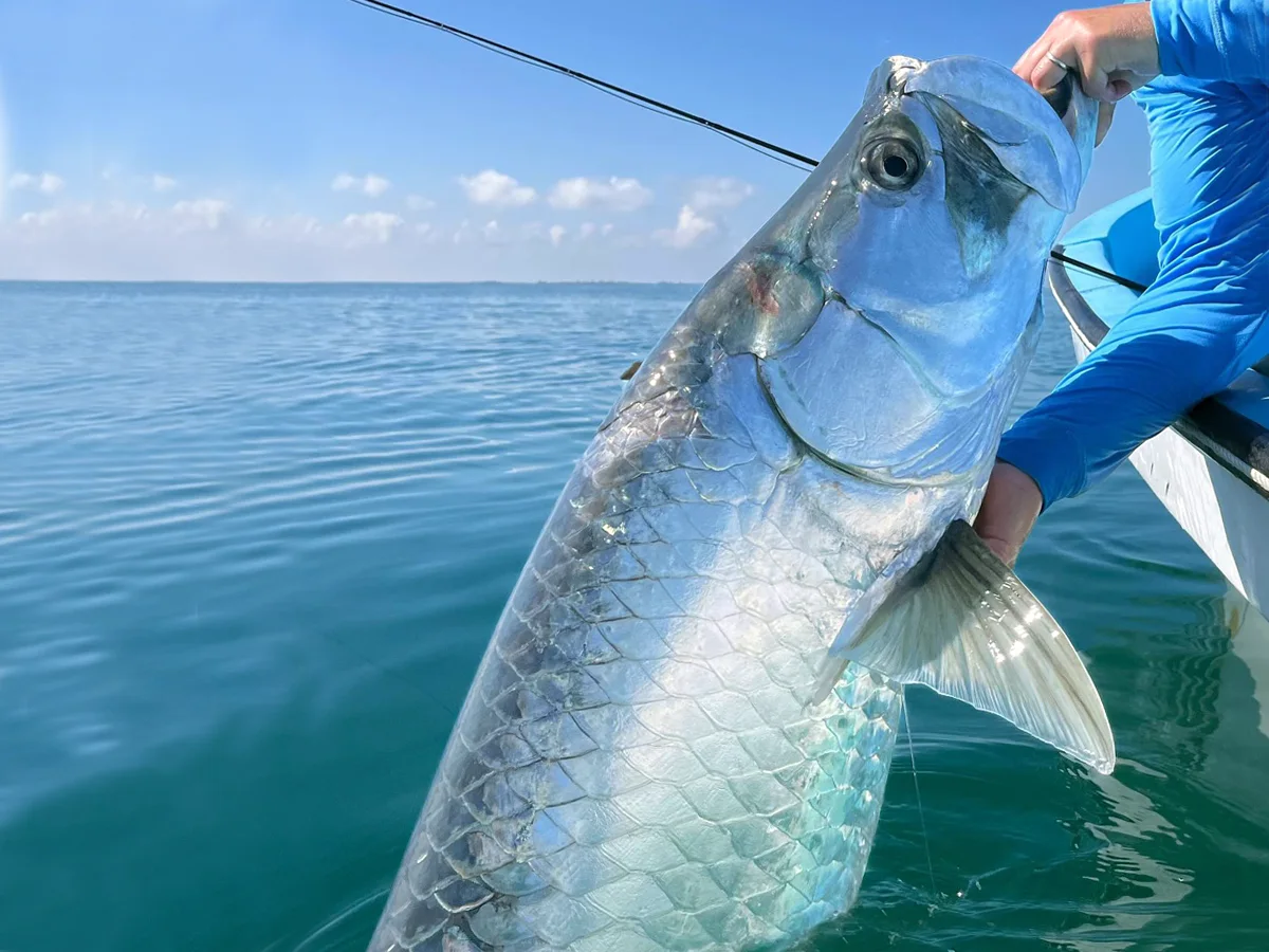 Holbox Tarpon Tarpon Club Isla Holbox