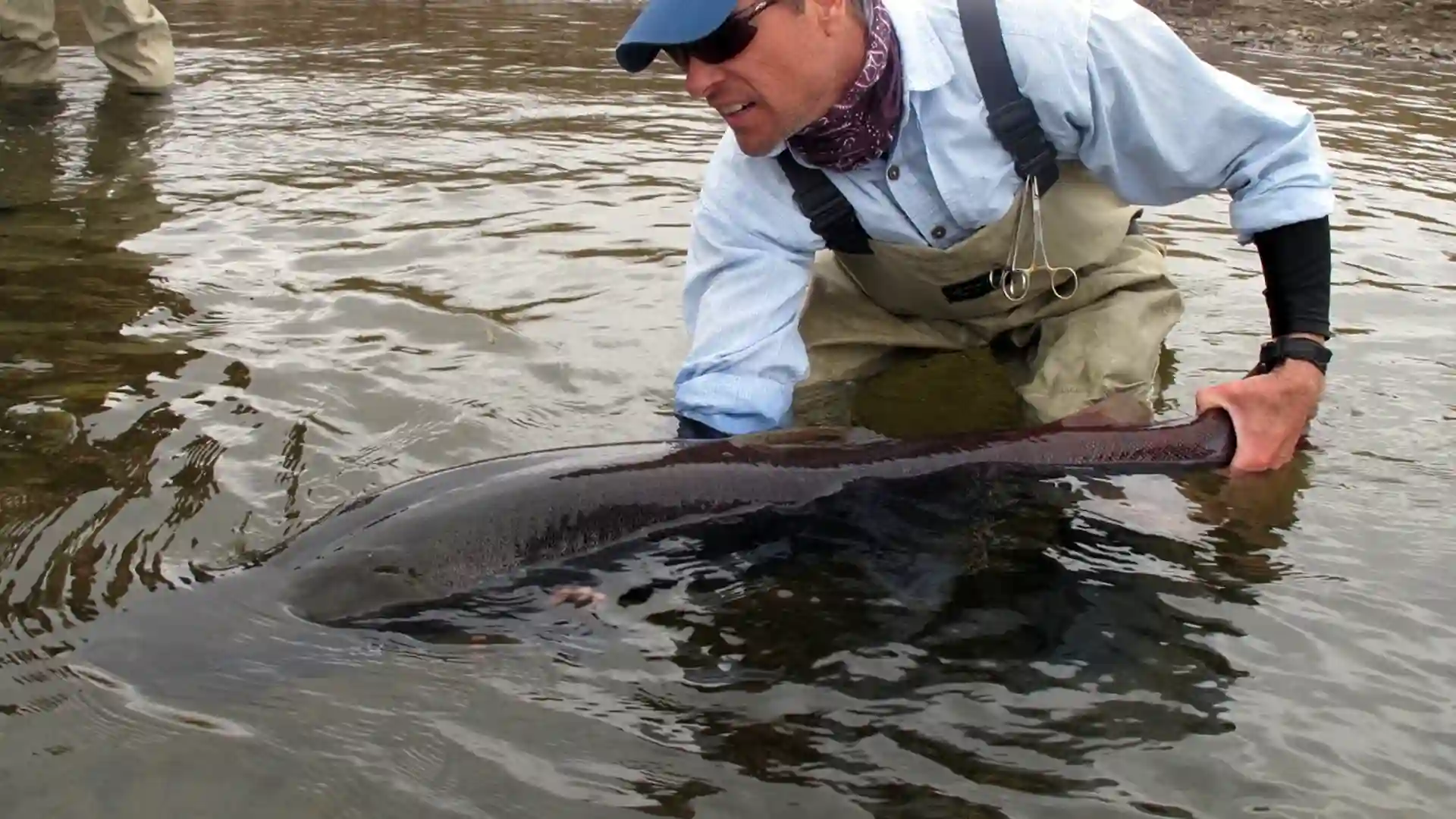 Catch-and-Release Releasing a large taimen with Mongolila River Outfitters.