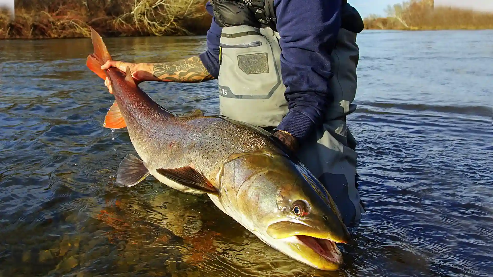 Taimen Country Flyfish for Mongolian Taimen on this eastern river.